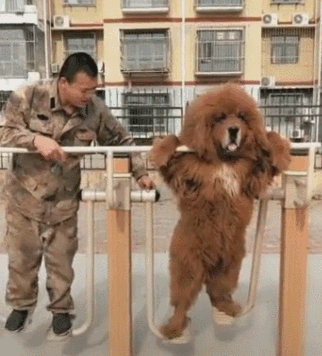 中国十大护卫犬排名榜:中国有哪些不输于外国的优秀犬种？