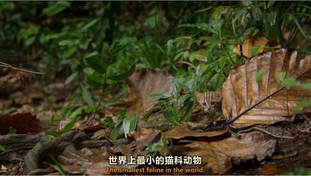 草莓为爱而生app下载:都说b站是个很牛的网站，弱弱的问一句牛在哪？