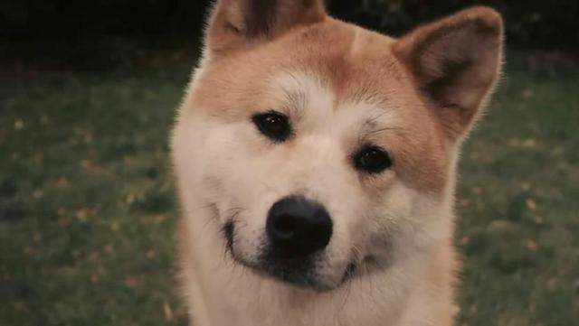 色狗狗电影:除了一条狗的使命、忠犬八公，还有哪些好看的主角是狗狗的电影？