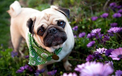 法国斗牛犬价格:法国斗牛犬好养吗？它有什么样的“缺点”呢？ 法国斗牛犬价格