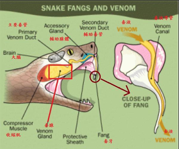 银环蛇有毒吗:银环蛇有毒吗 蛇吧 陕西21岁女孩被银环蛇咬伤致死，你认为谁应该为此负责？