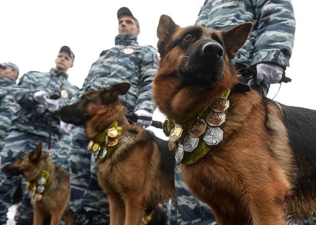 广州法国斗牛犬价格:平时养的狗，哪些是价格偏贵的呢？