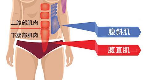 女生小肚子有条线是什么，女生怎么样练马甲线或者腹肌