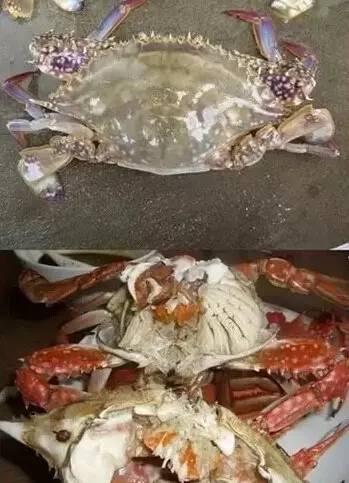 青岛海鱼的种类图片:潮汕海鱼的种类图片及名称 除夕，在青岛吃哪种鱼会比较有地域特色？