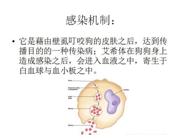 传染人的犬绦虫病:宠物身上的寄生虫会传染主人的身上吗？ 狗绦虫病传染人吗