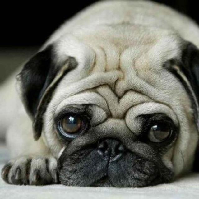 犬绦虫病传染给其他狗吗:狗狗得了细小怎么传染给别的狗狗的？ 狗狗绦虫病会传染人类吗