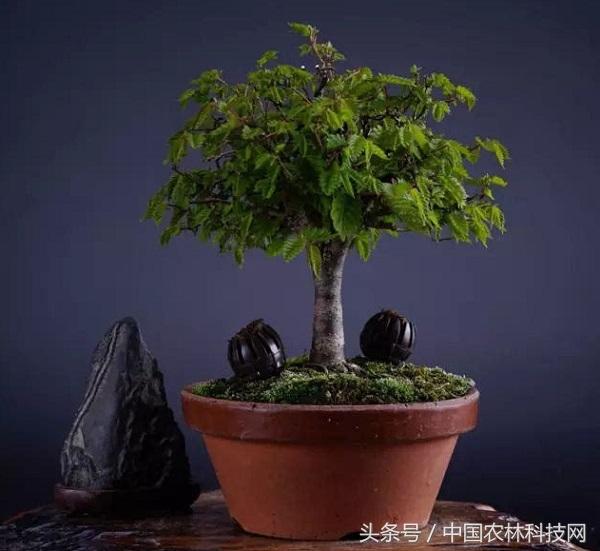 榉树种子适合什么时节种