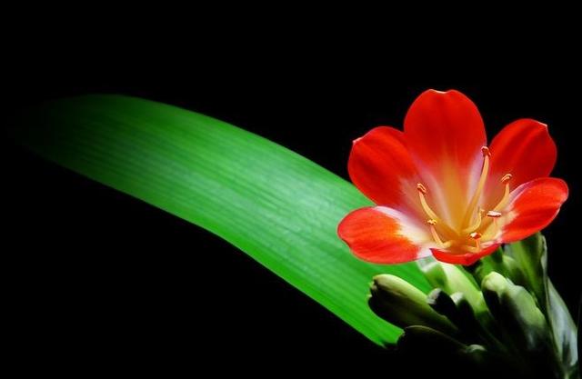 代表健康快乐的花:春节送礼可以送哪些鲜花,都有什么寓意?