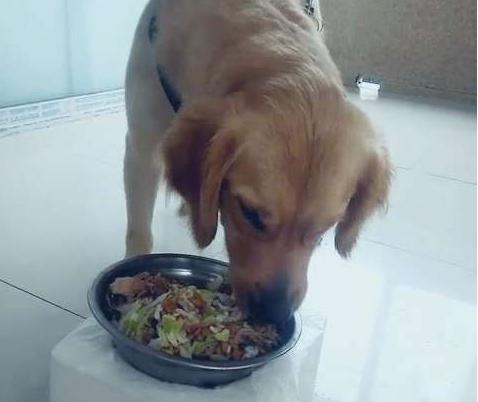中国福犬视频直播:怎样做好狗狗的驱虫工作？ 中国之声视频直播