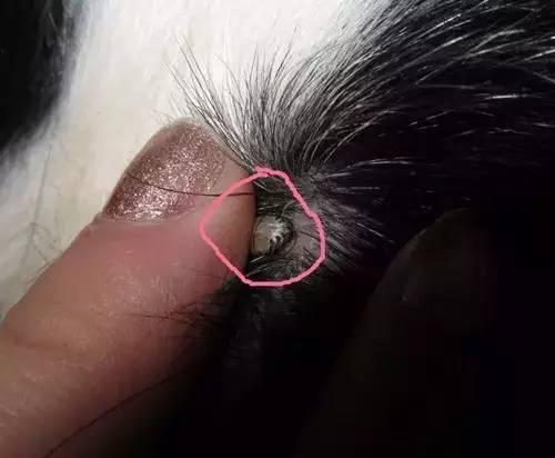 中国福犬视频直播:怎样做好狗狗的驱虫工作？ 中国之声视频直播