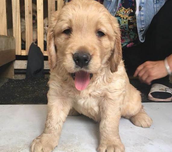 中国福犬视频直播:怎样做好狗狗的驱虫工作？ 中国之声视频直播