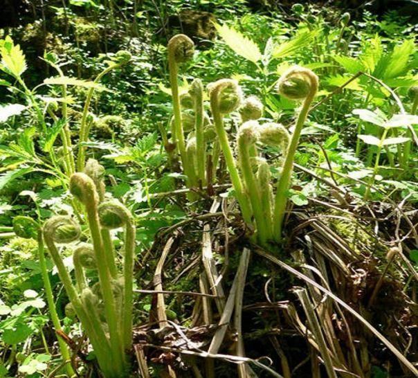 刺五加俗称刺拐棒《神农本草经》将刺五加列为上品.