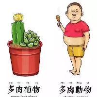 花儿一样红头像