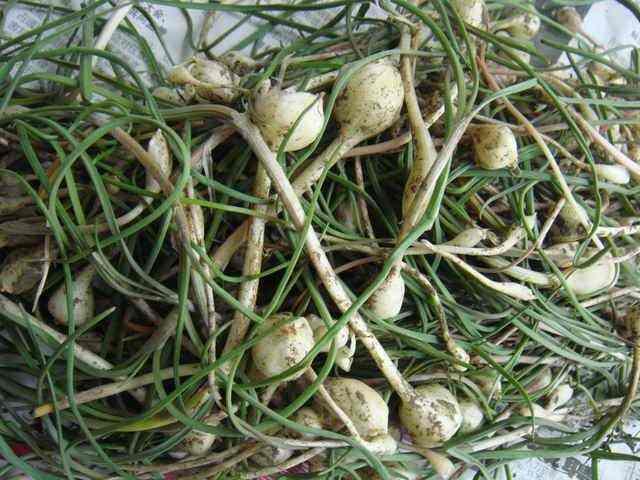 广东野生黄瓜香图片黄瓜香野菜图片