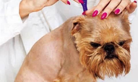中国福犬视频直播:怎样做好狗狗的驱虫工作？ 中国之声视频直播