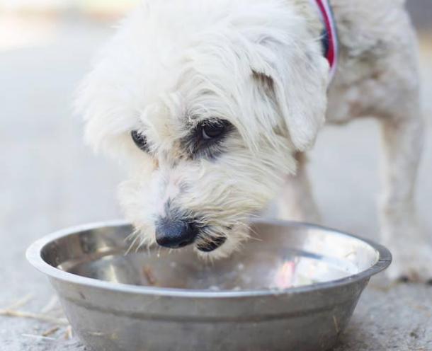 中国福犬视频直播:怎样做好狗狗的驱虫工作？ 中国之声视频直播