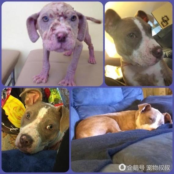台湾犬虫净说明书:对于路边患有皮肤病的狗狗我们应该怎么做？