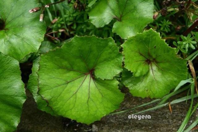 图中这是什么植物,在家里种有毒吗？