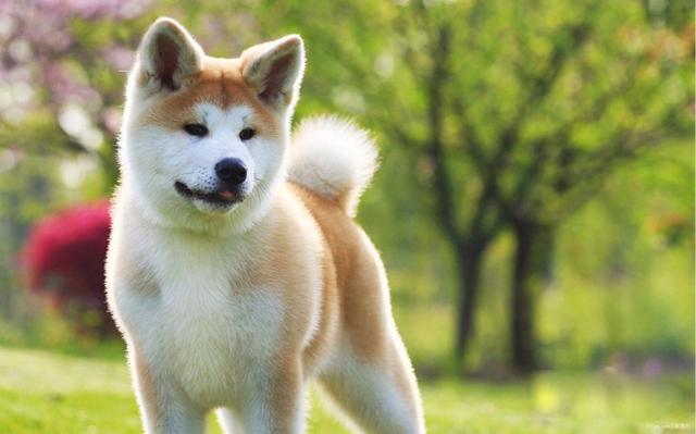 美国秋田犬性格及外型特征:阿拉斯加犬和秋田犬哪个凶猛？ 美国秋田犬什么犬配出来的