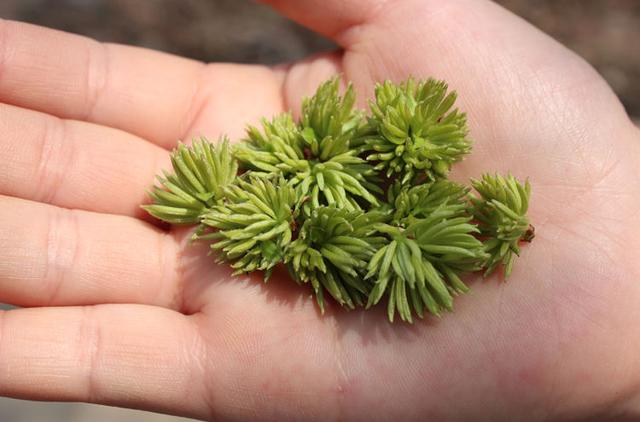 杜仲的功效和作用,杜仲雄花真的有补肾的作用吗？