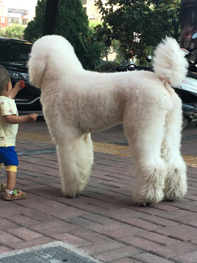傻乎乎的圣伯纳德犬图片:狗为什么看起来傻乎乎的，尤其是小时候的狗？