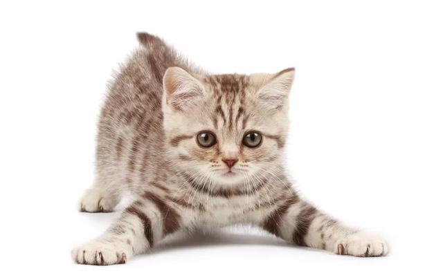 土猫:猫只会在有猫砂的地方上厕所吗？