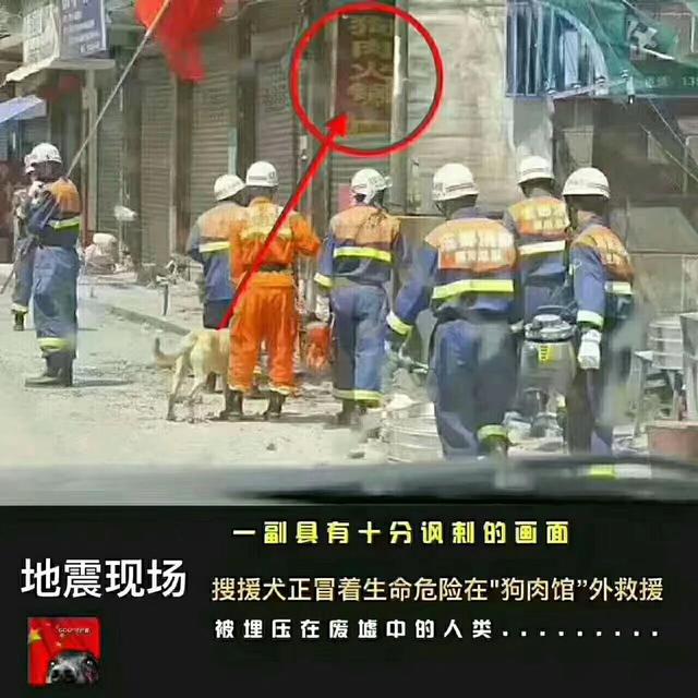 搜救犬:汶川地震搜救犬起了多大作用？