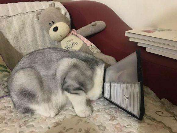 母猫绝育:母猫做绝育手术多少钱，多长时间能恢复？ 母猫绝育最佳时间