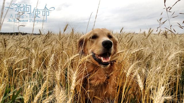 老人与雪橇犬的电影:《野性的呼唤》这部电影好在哪里？