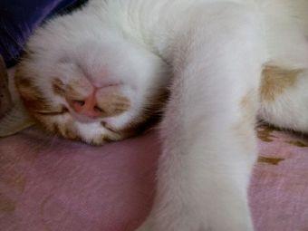 土猫:猫只会在有猫砂的地方上厕所吗？
