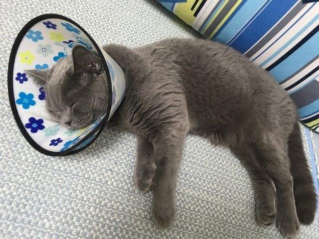 母猫绝育:母猫做绝育手术多少钱，多长时间能恢复？ 母猫绝育最佳时间