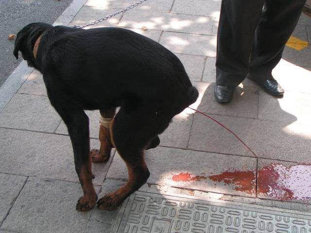 2个月小狗拉稀:两个月的狗狗拉肚子、食欲不振怎么办？