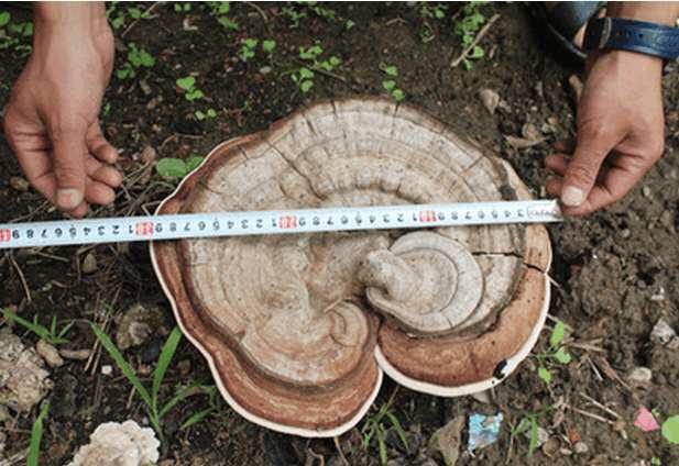 头条问答 - 我这里有多年腐烂的杨树根上长出来的是灵芝么?