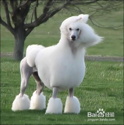好听的宠物名:如何给狗狗或猫咪取个好听的名字？