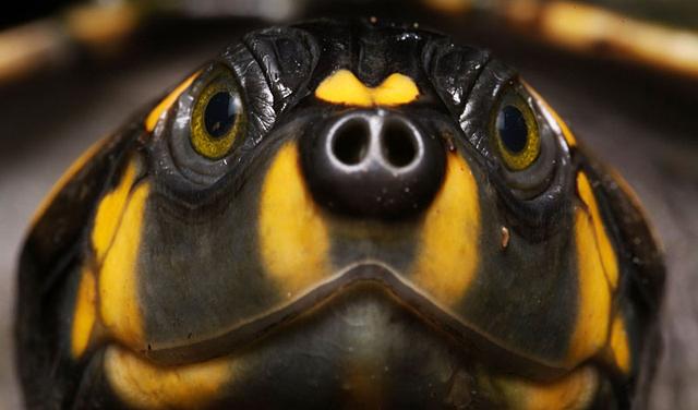 巴西红耳龟怎么炖好吃:喂养乌龟是用熟肉还是生肉？