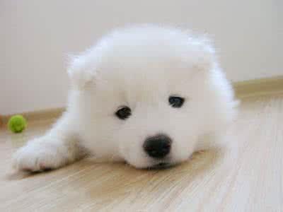 萨摩耶和白色瑞士牧羊犬:银狐犬和萨摩耶最大的区别是什么？ 萨摩耶与瑞士白色牧羊犬的区别