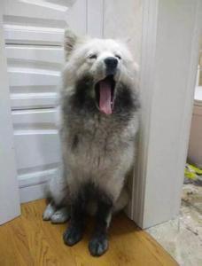 萨摩耶和白色瑞士牧羊犬:银狐犬和萨摩耶最大的区别是什么？ 萨摩耶与瑞士白色牧羊犬的区别