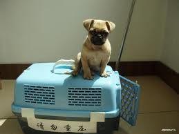 台湾宠物入境:台湾宠物入境许可证 怎么带秋田犬去台湾旅游？