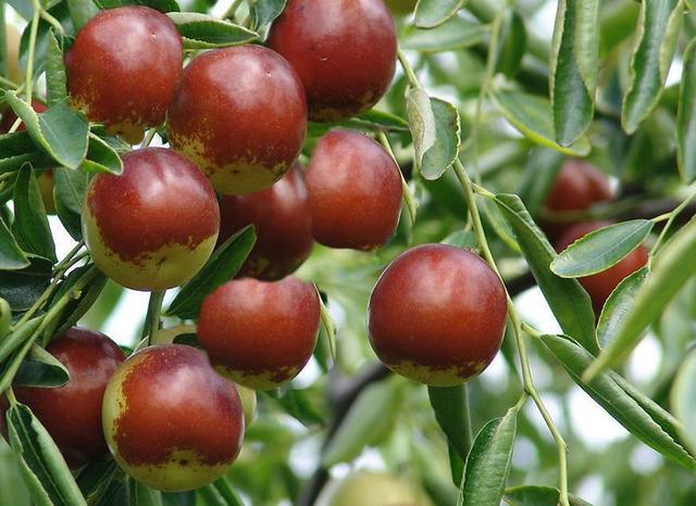 哪种人秋季不能多吃梨，#秋补#秋季水果中哪些是“营养之王”？