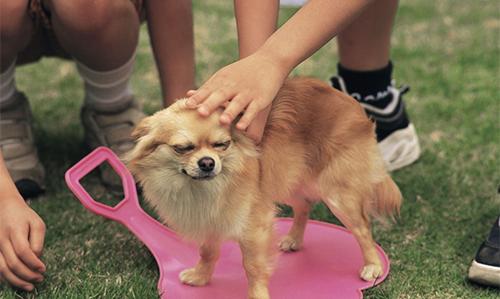 柯基犬怎么训练拉屎:一个多月的小奶狗怎么训练它定点排便以及不乱吠叫？