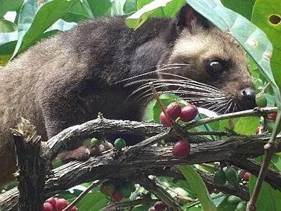 苏门答腊麝香猫:猫屎咖啡真是猫的便便吗？