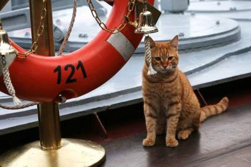 甘肃 猫坚强:为何军舰上要养一只“舰猫”？