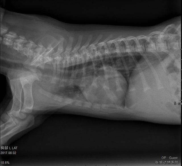 狗得狗瘟能治好吗:如果狗狗得了犬细小病，犬瘟之类的烈性传染病，你会怎么办？