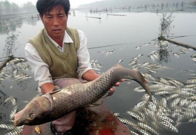 观赏水族疾病防治论坛:翻塘惨过翻车，农村养鱼如何避免“翻塘”发生？