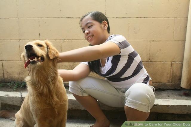 圣伯纳犬喂养须知:中老年狗狗，该如何饲养？