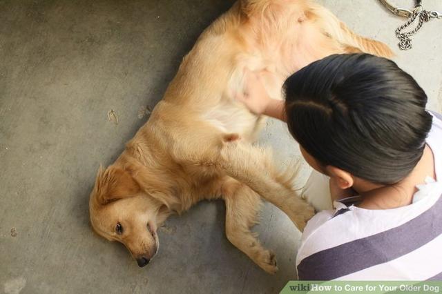 圣伯纳犬喂养须知:中老年狗狗，该如何饲养？