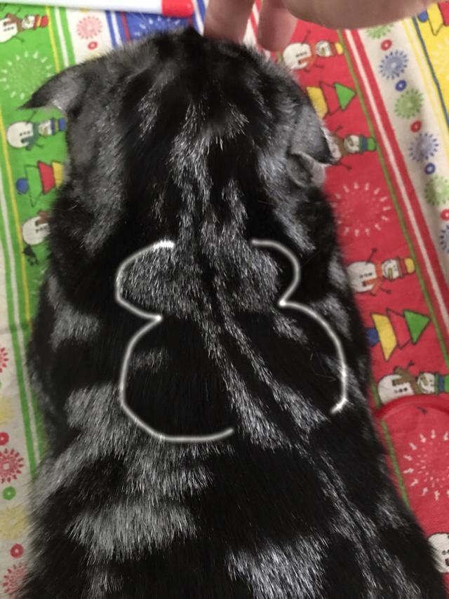 宠物情人调教法:用法律来指定某些动物作为人类的伴侣，这种做法是否可行？