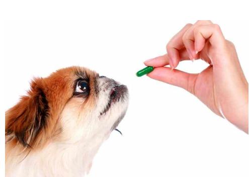 头条问答 八哥犬总是掉毛怎么办 个回答