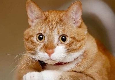 母猫脖子总被公猫咬破:猫咪咬伤主人时会觉得愧疚吗？
