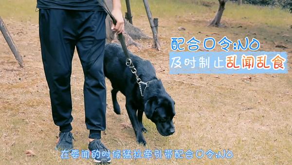 训练狗吃蛇:猪为什么不怕毒蛇还吃蛇？ 怎么训练狗不吃别人东西